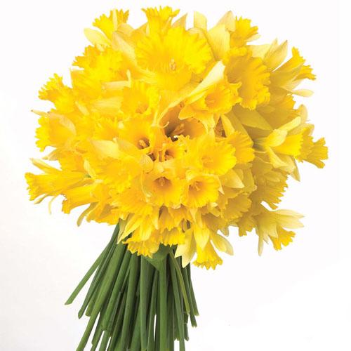 Daylight Bouquet - Daffodils flowers Mayaflowers 
